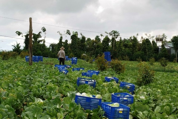 Bước chuyển từ sản xuất nông nghiệp sang kinh tế nông nghiệp ở Đắk Nông (25/03/2024)